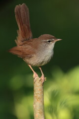 Cettis warbler.