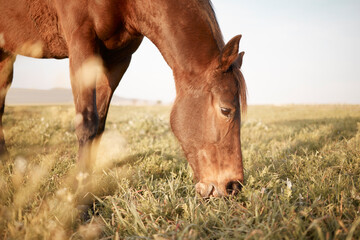 Naklejka na ściany i meble A horse is a beautiful animal. Shot of a beautiful horse on a farm.