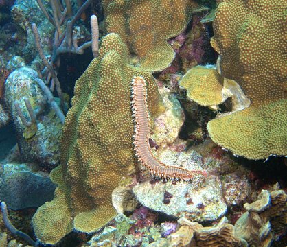 Bristleworm crawling on the reef