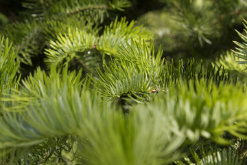 fir tree close up. Green branches of fir tree .
