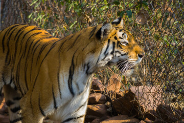 Royal Bengal tiger walking in slow pace. Photo taken from front side.