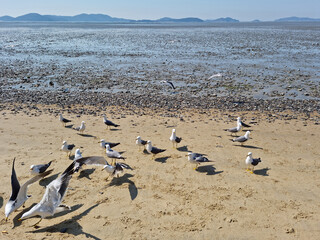 Seagulls gathering on the beach