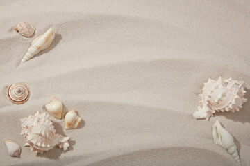 Natural background with different seashells on sandy beach. Background of sand texture with blank space for copy or cosmetic product presentation.