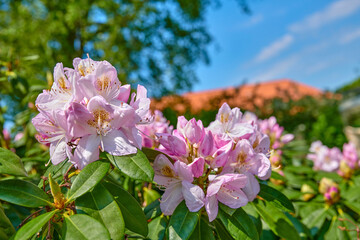 Rhododendron in my garden. A series of photos of rhododendron in garden.