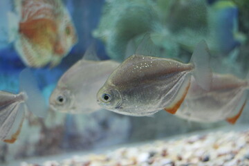 Silver dollar is a common name given to a number of species of fishes