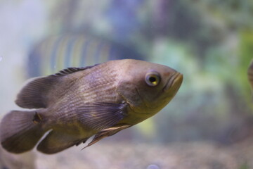 Giant red teil gourami Osphronemus laticlavius in aquarium