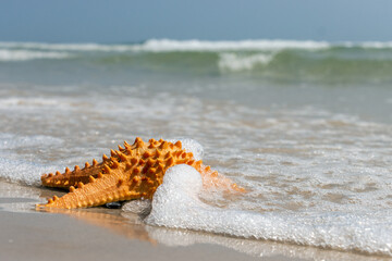 Starfish on the sand beach with horizon of the sea