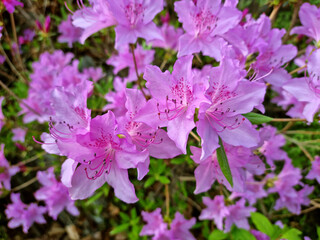 close up royal azalea blossoms