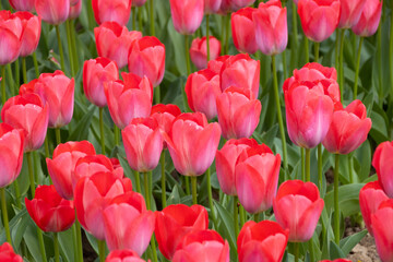 Beautiful red tulips in the field
