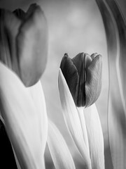 Tulipanes en blanco y negro.