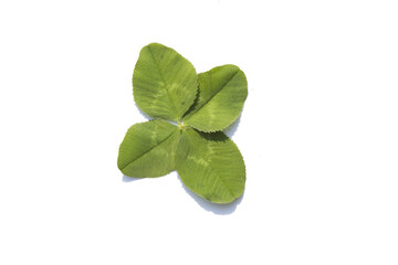 four leaf clover on a white background