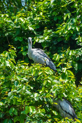Ranganathittu Bird Sanctuary