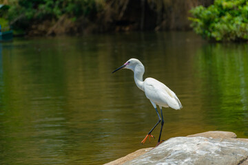 Great egret