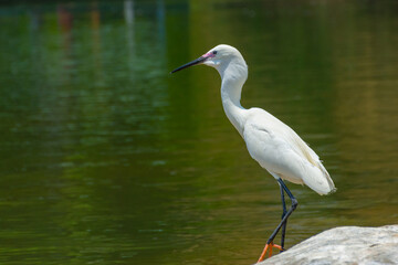 Great egret