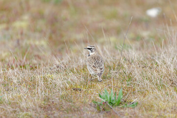 Horned Lark bird