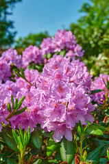 Rhododendron in my garden. A series of photos of rhododendron in garden.