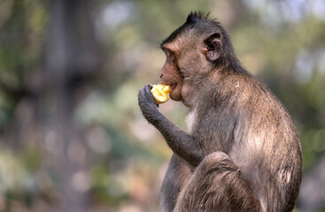 Macaque eats banana in tropical nature, Thailand