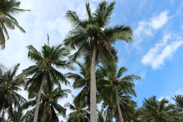 Tall and green coconut trees that live by the beach against a clear blue sky. there are coconut trees that are bearing fruit