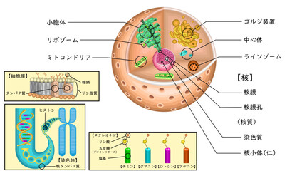 細胞　遺伝子　構造　イラスト