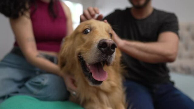 Dog owners petting their beautiful Golden Retriever indoors. Man and woman interacting with Pet