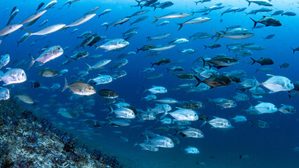 Fototapeta na wymiar School of Jack fish or jackfish in the blue ocean. Group of Jacks swimming together in Andaman Sea. Marine life underwater world.