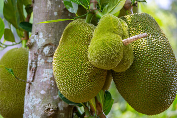 close up of a fruit
