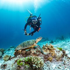 Female scuba diver looking at Hawksbill Turtle swimming over coral reef in the blue sea. Marine life and Underwater world concepts © Summer Paradive