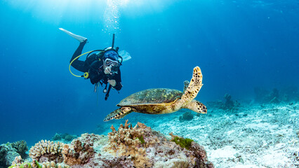 Female scuba diver taking a photo of Hawksbill Turtle swimming over coral reef in the blue sea....