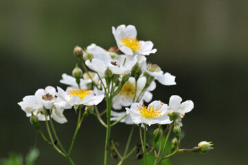 Obraz premium The flowers and plants in Changsha West Lake Park were photographed in West Lake Park, Yuelu District, Changsha City, Hunan Province, China.