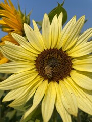 Bees and Sunflowers