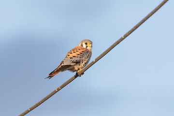 American kestrel bird