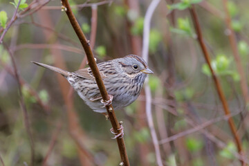Lincoln's Sparrow bird