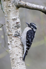 Downy woodpecker bird