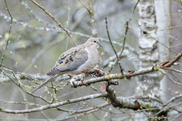 Mourning Dove bird