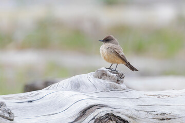 Say's Phoebe bird
