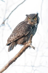 Great Horned Owl