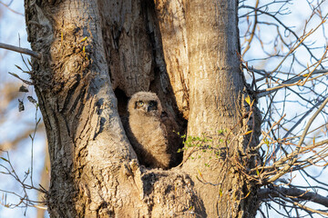 Great Horned Owl