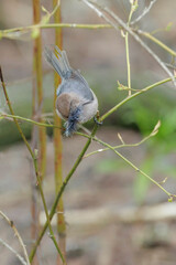 American bushtit bird