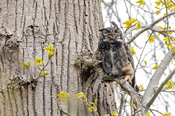 Great Horned Owl