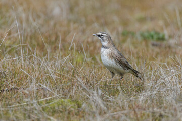 Horned Lark bird