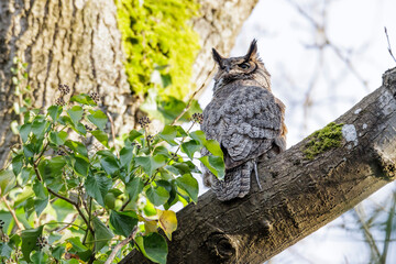 Great Horned Owl