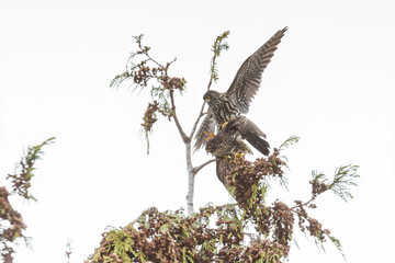 Merlin bird mating