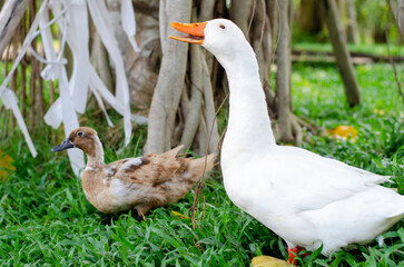 white duck standing on green grass