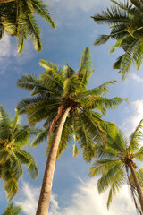 Tall and green coconut trees that live by the beach against a clear blue sky. there are coconut trees that are bearing fruit
