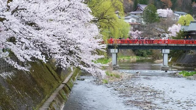 Sakura blossom at Nakabashi bridge that cross the Miyagawa River in april, in Takayama, Hida, Gifu, Japan. April, 2023.