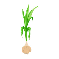 Garlic vegetable isolated on white. Vector flat clipart.