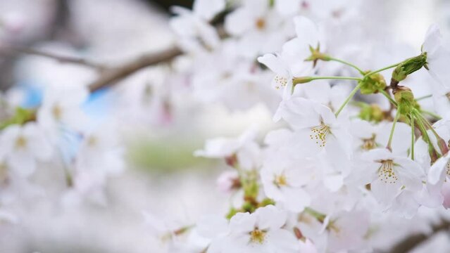Close up view of the last sakura flowers and first leaves in a cherry tree in a windy day in spring at Japan.