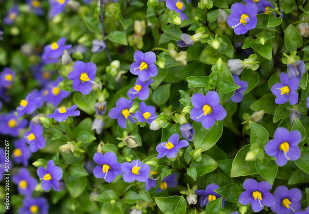 Poster Natural background of Exacum affine flowers blooming on green leaves backgrounds. The ornamental flowers for decorating in the garden.