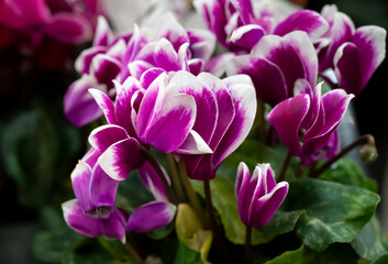 Obraz na płótnie Canvas Floral background of purple Cyclamen flowers with a white edge in the natural soft light. The ornamental plants for decorating in the garden.