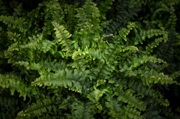 Naklejka na ściany i meble Selective focus on Boston fern, the beautiful green leaves with light and shadow on a dark background. The ornamental plants for decorating in the garden.